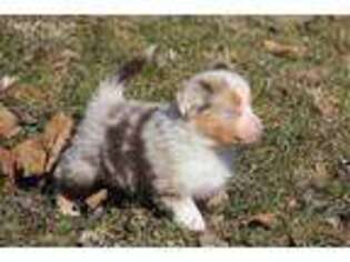 Miniature Australian Shepherd Puppy for sale in Tiskilwa, IL, USA