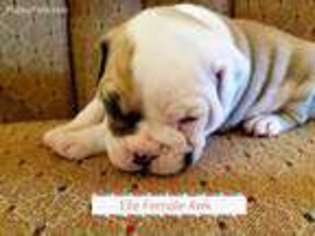 Olde English Bulldogge Puppy for sale in Evansville, IN, USA