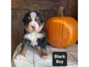 Bernese Mountain Dog Puppy for sale in Gouverneur, NY, USA