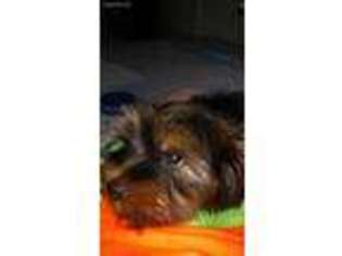 Yorkshire Terrier Puppy for sale in Monroe, GA, USA