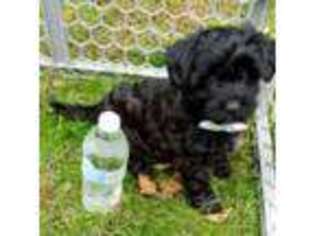 Shih-Poo Puppy for sale in Closter, NJ, USA