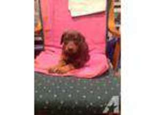 Doberman Pinscher Puppy for sale in BELMONT, NH, USA