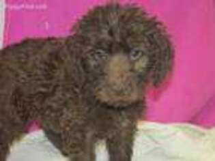 Labradoodle Puppy for sale in Ellsinore, MO, USA
