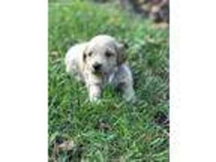 Goldendoodle Puppy for sale in California, KY, USA