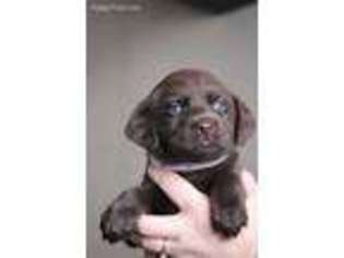 Labrador Retriever Puppy for sale in Marion, OH, USA