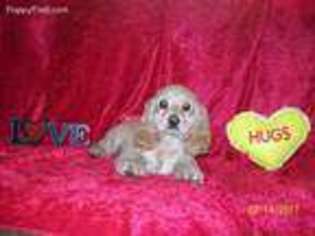 Cocker Spaniel Puppy for sale in Kingman, AZ, USA