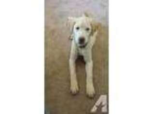 Labrador Retriever Puppy for sale in RICHMOND, VA, USA