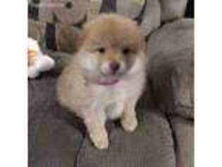 Pomeranian Puppy for sale in Thomaston, GA, USA