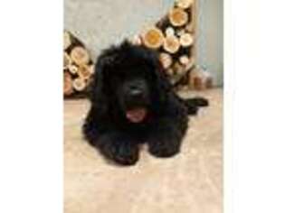 Newfoundland Puppy for sale in Mc Veytown, PA, USA