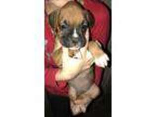 Boxer Puppy for sale in Marshall, AR, USA
