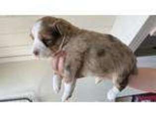 Miniature Australian Shepherd Puppy for sale in Redwood Valley, CA, USA
