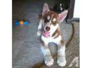 Siberian Husky Puppy for sale in CARBONDALE, IL, USA