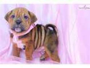 Bulldog Puppy for sale in Greensboro, NC, USA