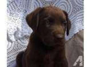 Labrador Retriever Puppy for sale in WARSAW, NY, USA
