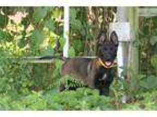 Belgian Malinois Puppy for sale in West Palm Beach, FL, USA