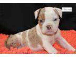 Olde English Bulldogge Puppy for sale in Cleveland, OH, USA