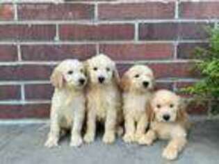 Goldendoodle Puppy for sale in Anderson, IN, USA