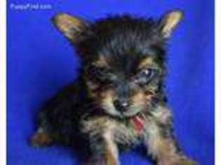 Yorkshire Terrier Puppy for sale in Jackson, TN, USA