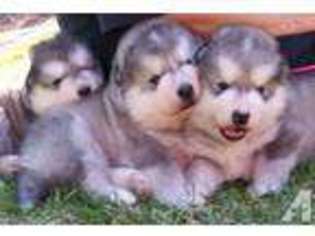 Alaskan Malamute Puppy for sale in PORT JERVIS, NY, USA