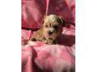 Mutt Puppy for sale in Brownsville, KY, USA