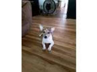 Jack Russell Terrier Puppy for sale in West Alexander, PA, USA