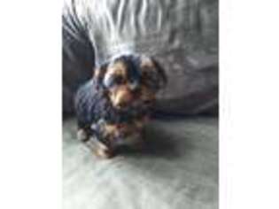 Yorkshire Terrier Puppy for sale in Afton, VA, USA