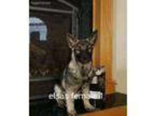 Norwegian Elkhound Puppy for sale in Victor, MT, USA
