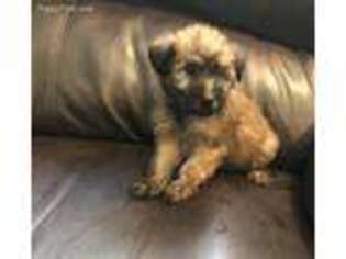 Soft Coated Wheaten Terrier Puppy for sale in Potosi, MO, USA