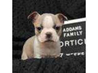 Boston Terrier Puppy for sale in Toledo, OR, USA