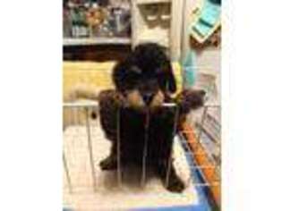 Mutt Puppy for sale in Wellsboro, PA, USA