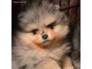Pomeranian Puppy for sale in Eagle Point, OR, USA