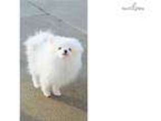 Pomeranian Puppy for sale in Fayetteville, AR, USA