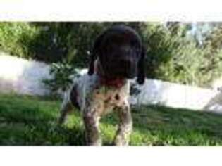 German Shorthaired Pointer Puppy for sale in Atlantic City, NJ, USA