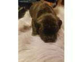 Cane Corso Puppy for sale in Newport News, VA, USA