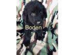 Newfoundland Puppy for sale in Afton, IA, USA