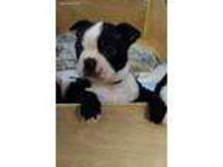 Boston Terrier Puppy for sale in Lenore, ID, USA