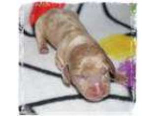 Dachshund Puppy for sale in Goshen, OH, USA