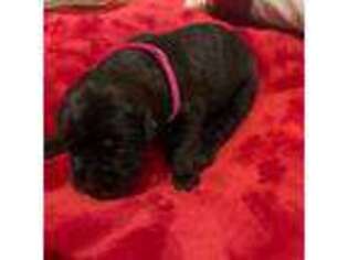 Mastiff Puppy for sale in Oakdale, CA, USA