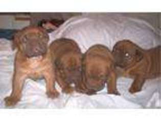 American Bull Dogue De Bordeaux Puppy for sale in NEW WAVERLY, TX, USA