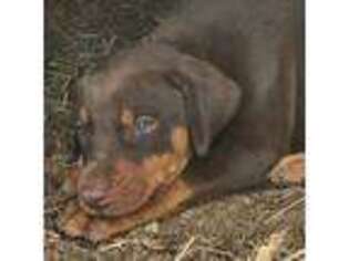 Doberman Pinscher Puppy for sale in Camden, SC, USA