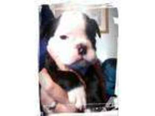 Bulldog Puppy for sale in LAWTON, MI, USA