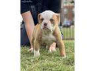 American Bulldog Puppy for sale in Fort Worth, TX, USA