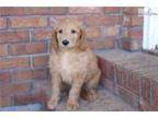 Goldendoodle Puppy for sale in Fort Collins, CO, USA