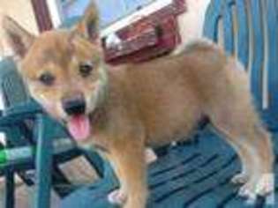 Shiba Inu Puppy for sale in PIEDMONT, OK, USA