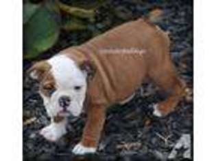 Bulldog Puppy for sale in PRINCETON, TX, USA