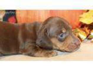 Dachshund Puppy for sale in Rising Sun, IN, USA