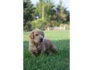Goldendoodle Puppy for sale in Moravia, IA, USA