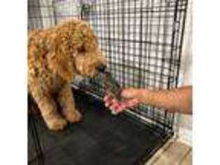 Goldendoodle Puppy for sale in Halethorpe, MD, USA