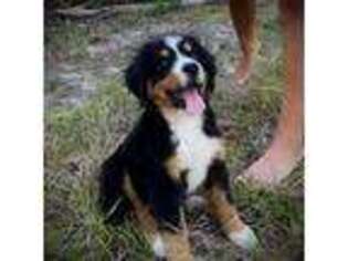 Bernese Mountain Dog Puppy for sale in Douglas, GA, USA
