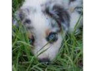 Australian Shepherd Puppy for sale in Cordele, GA, USA